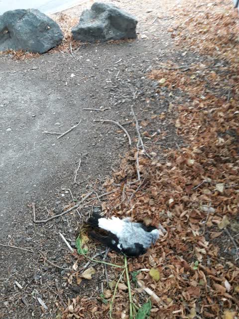 Parks, a report photo