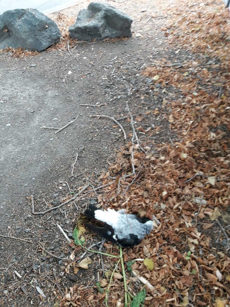 The photograph attached to this parks report