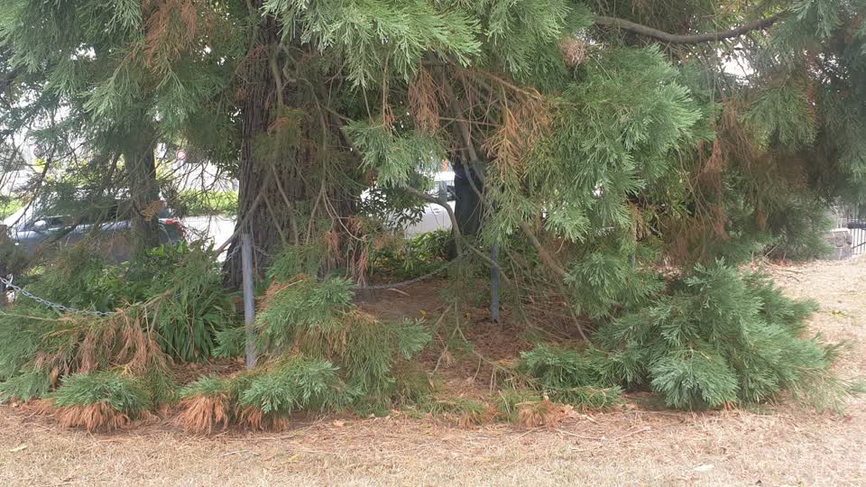 The photograph attached to this parks report