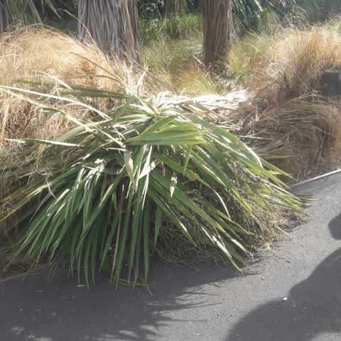 Parks, a report photo