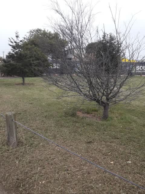 Parks, a report photo
