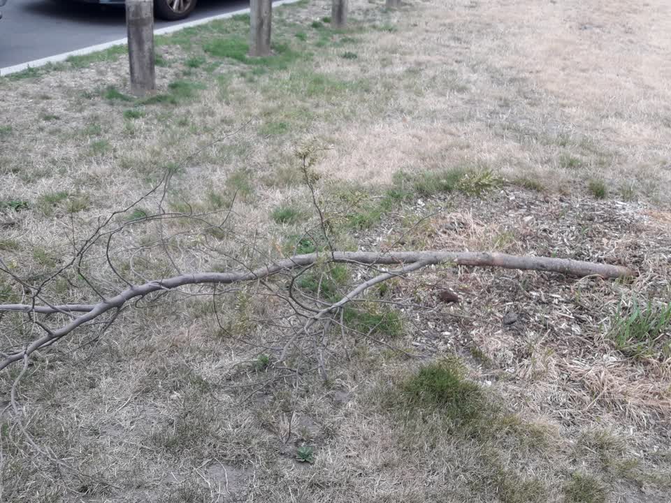 The photograph attached to this parks report