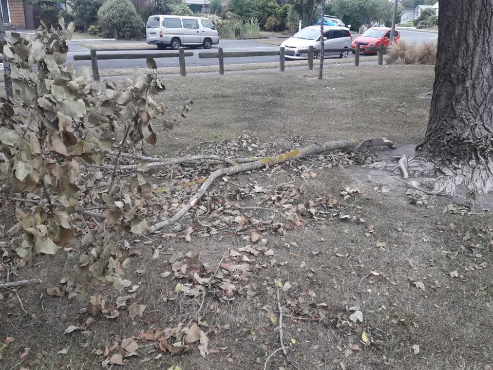 The photograph attached to this parks report