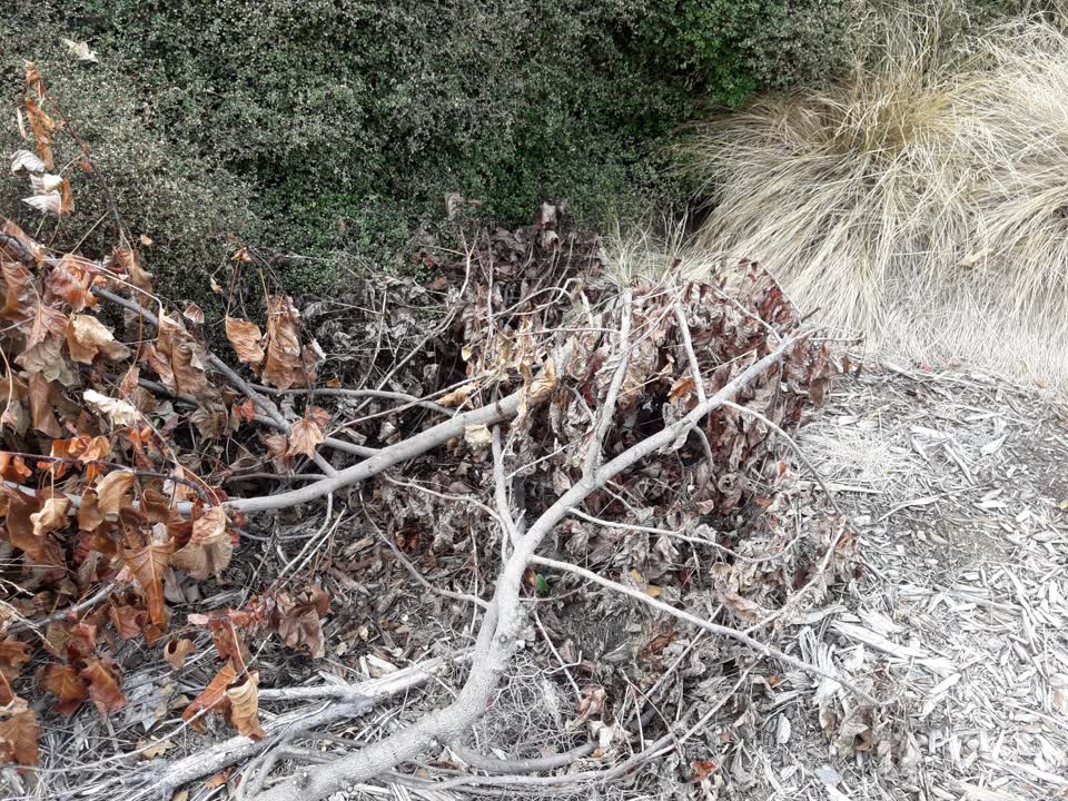 The photograph attached to this parks report