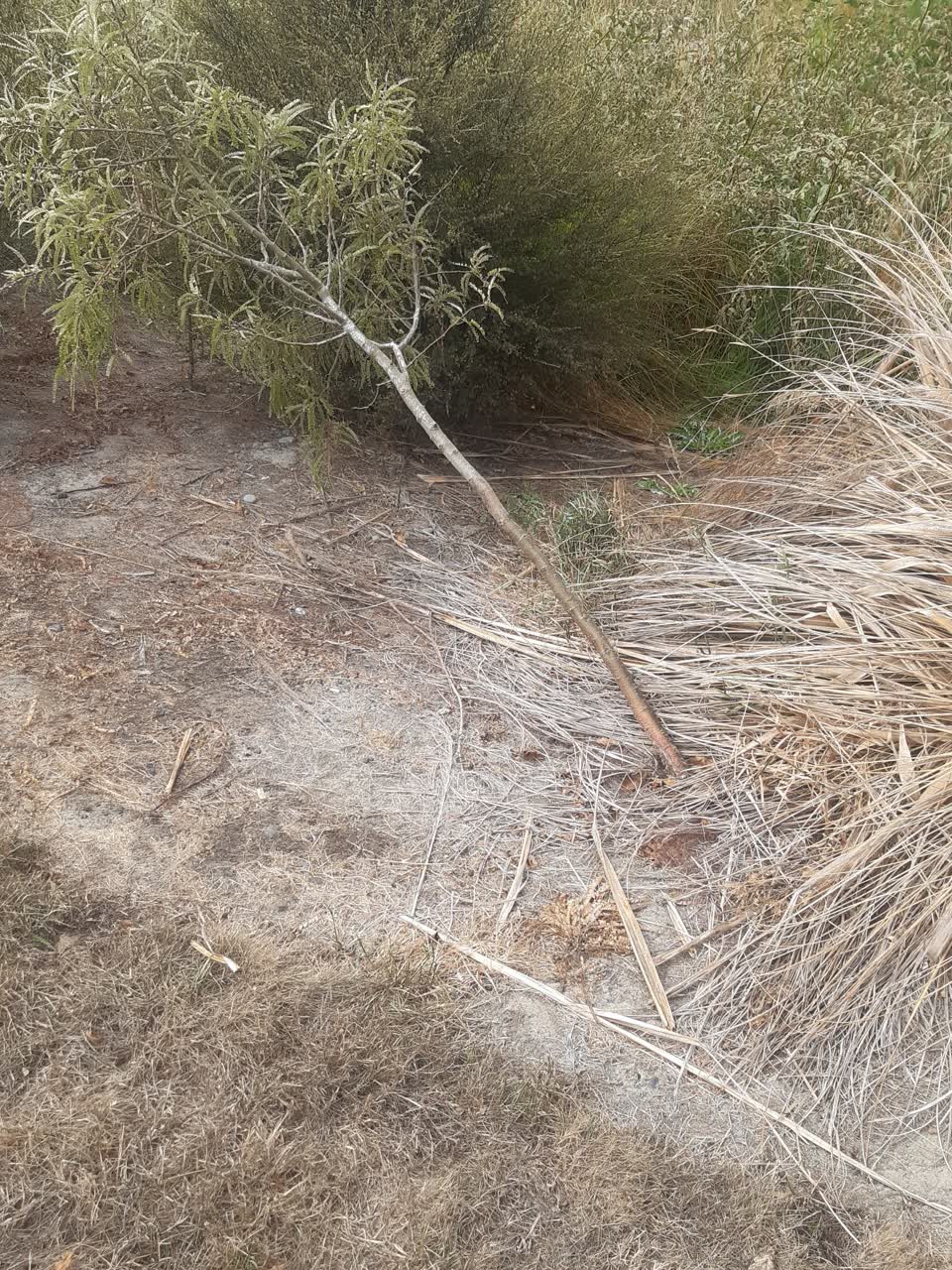 The photograph attached to this parks report