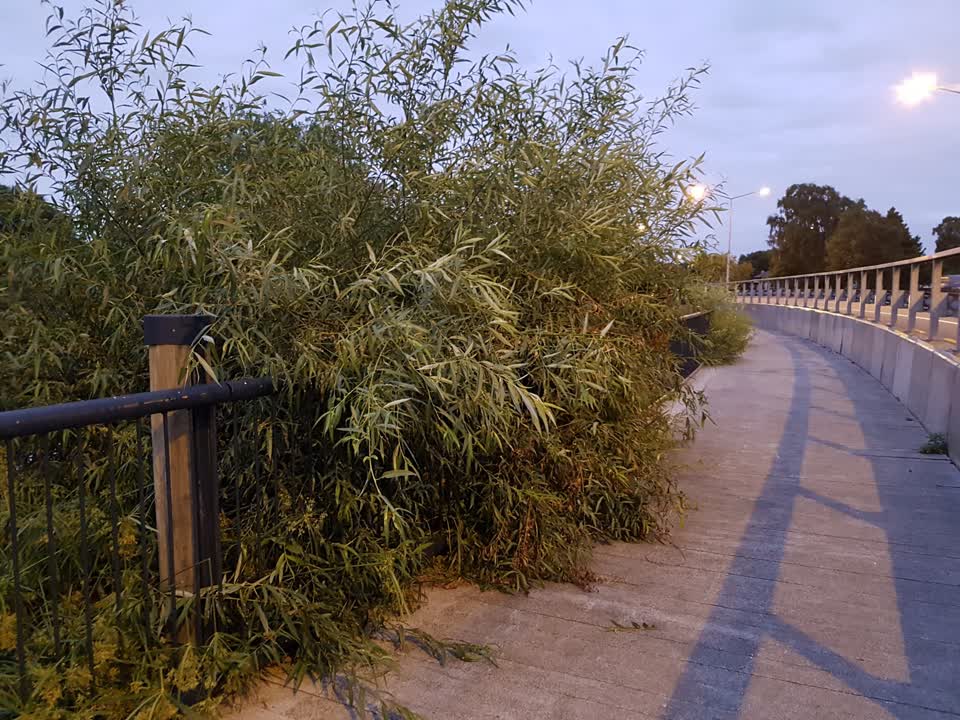 The photograph attached to this parks report
