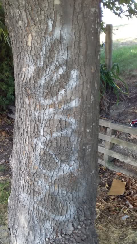 Graffiti, a report photo