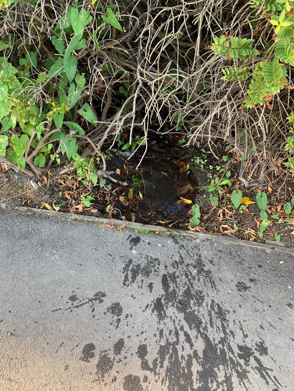 The photograph attached to this water supply report