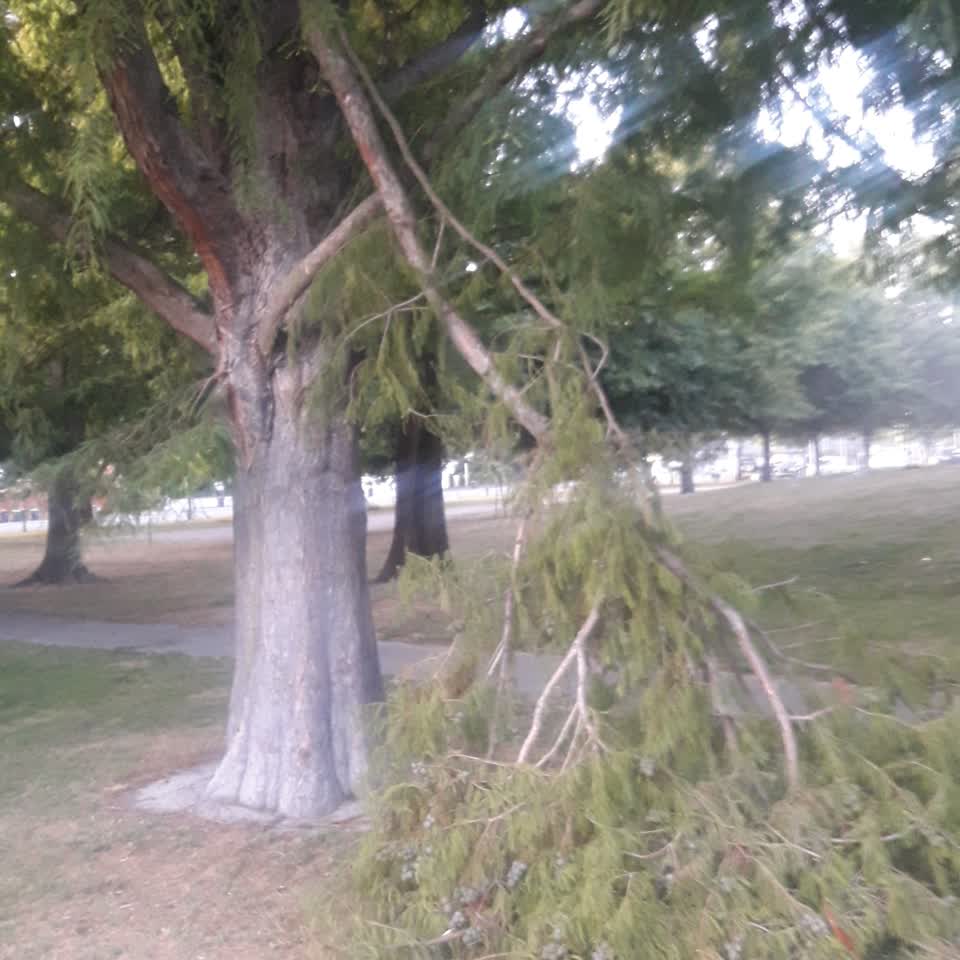 The photograph attached to this parks report