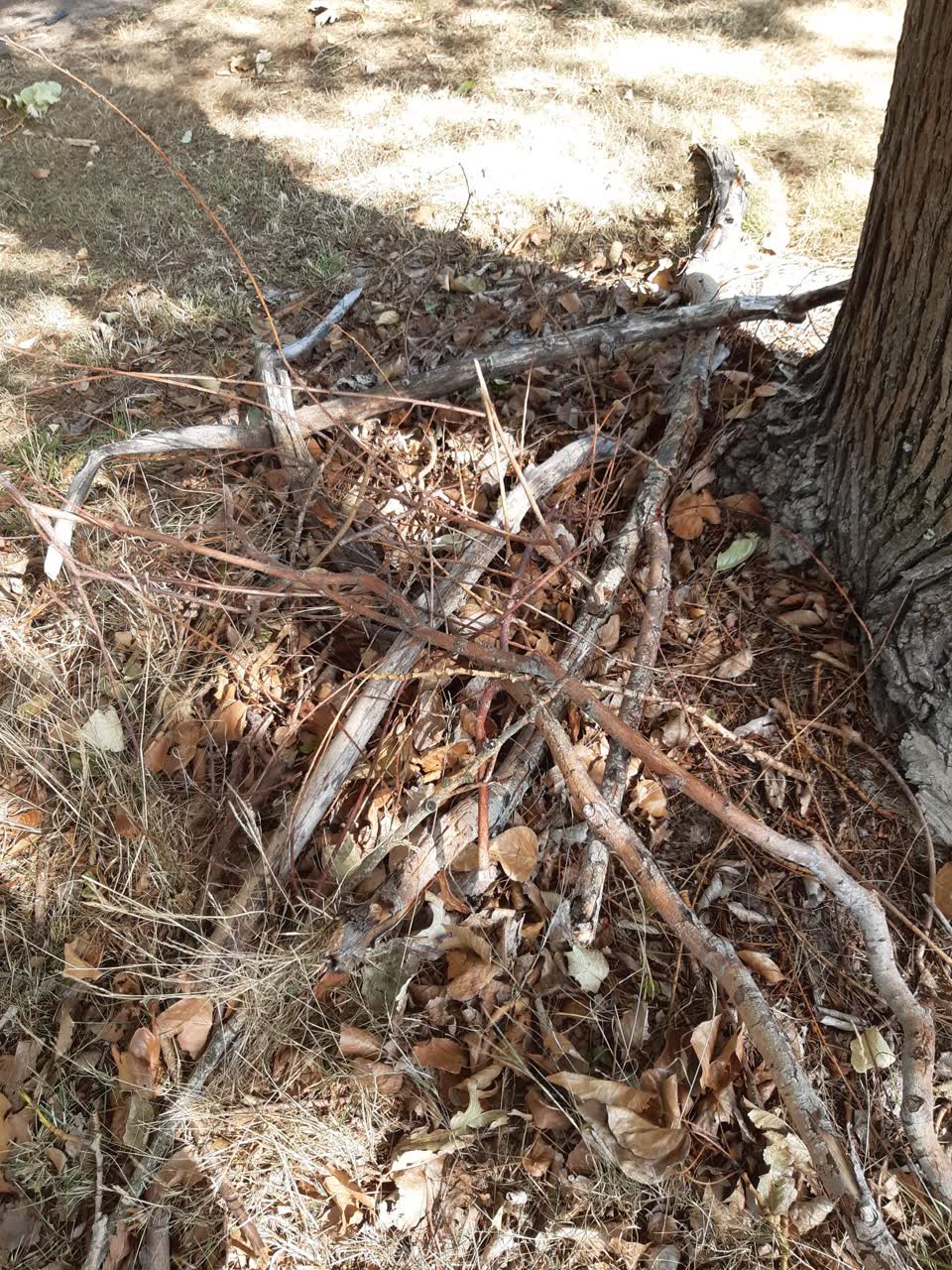 The photograph attached to this parks report