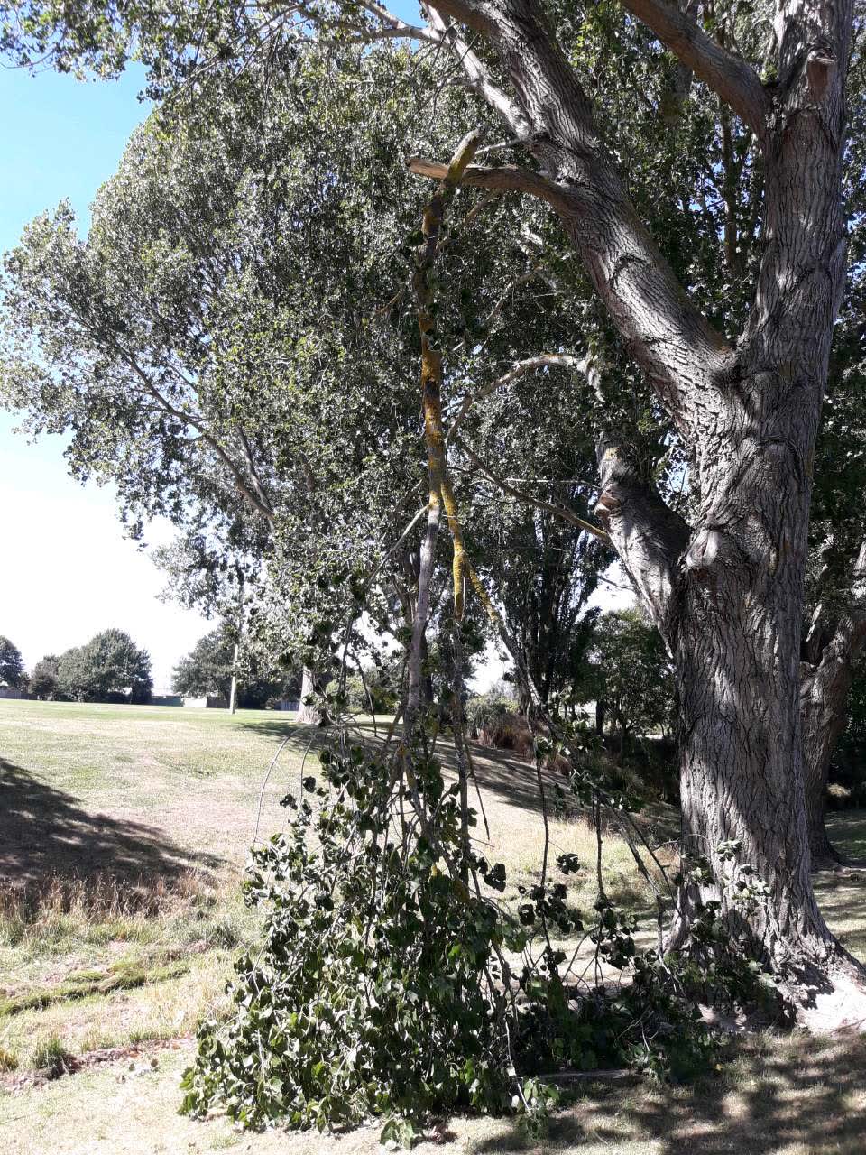 The photograph attached to this parks report