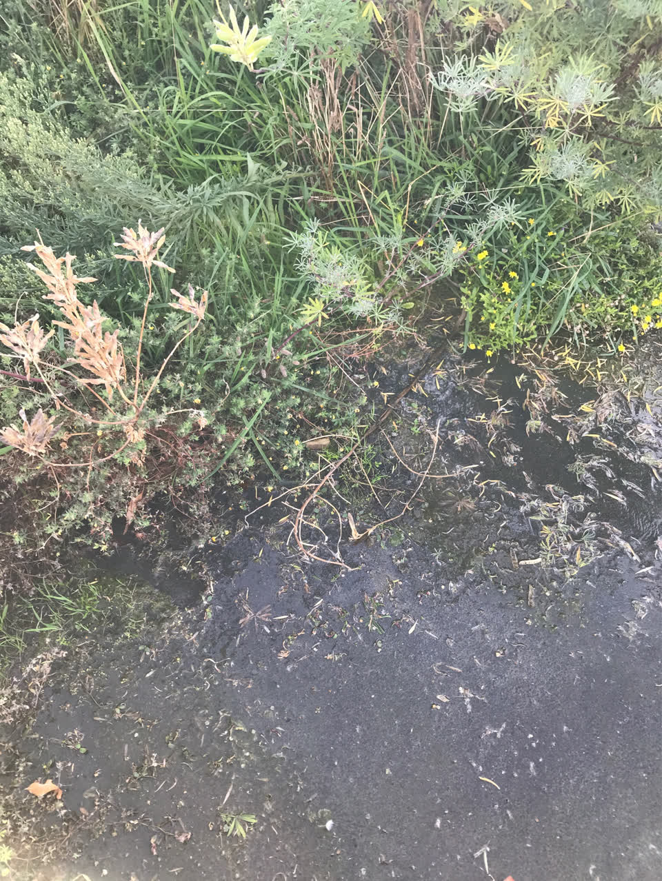The photograph attached to this water supply report