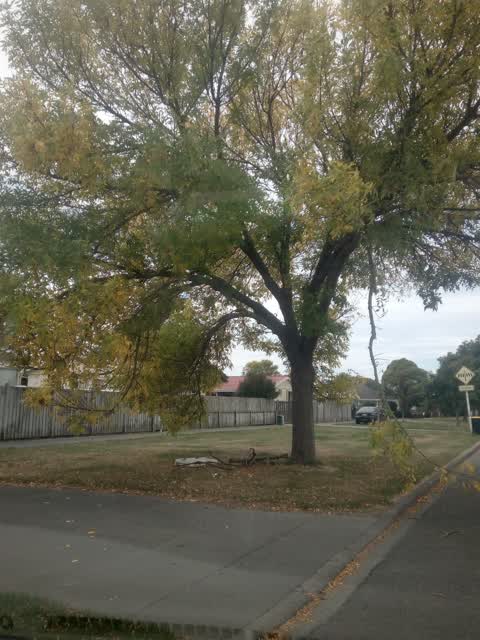 Roading/Streets, a report photo