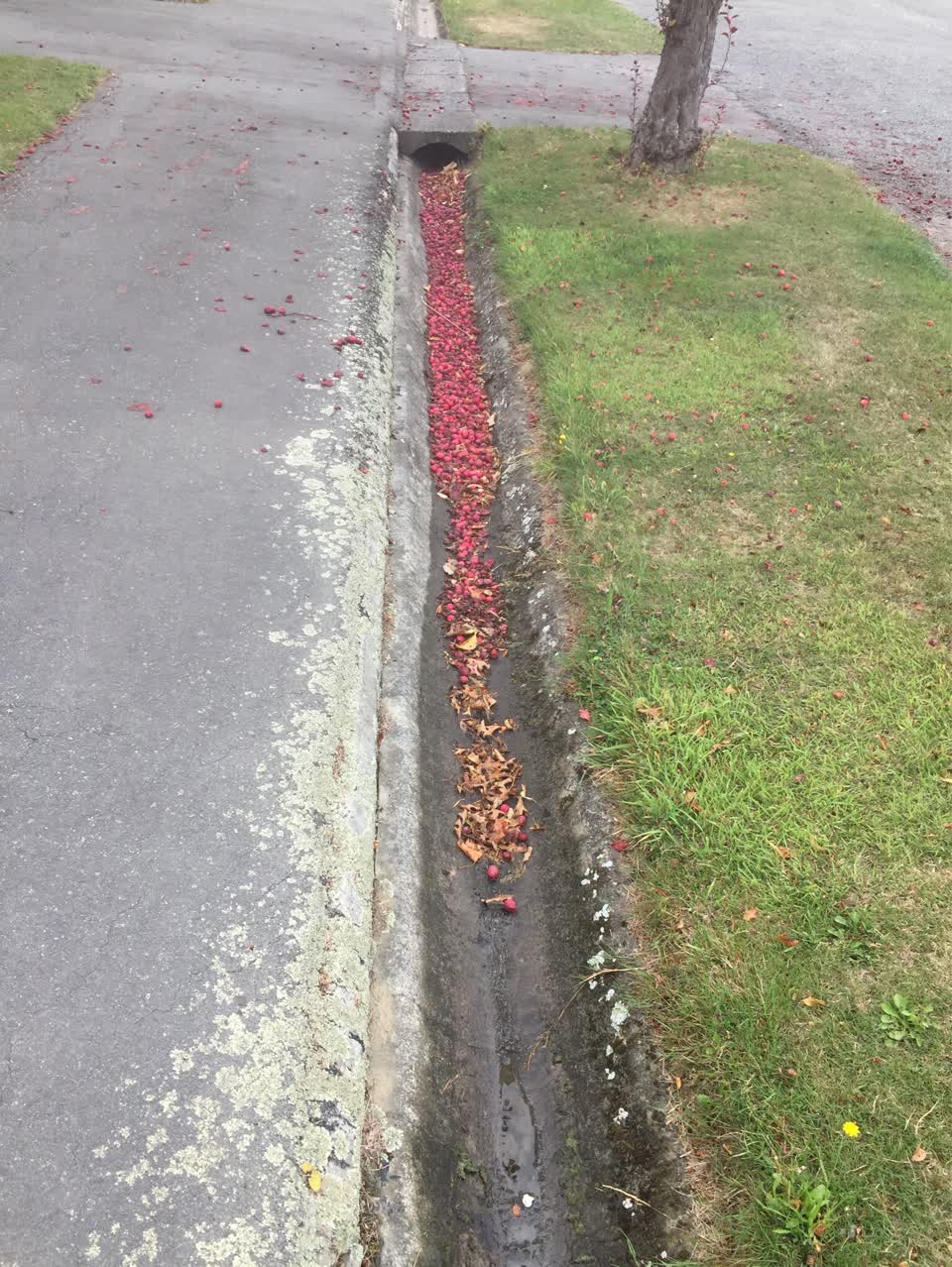 The photograph attached to this roading/streets report