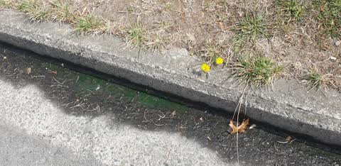 Parks, a report photo