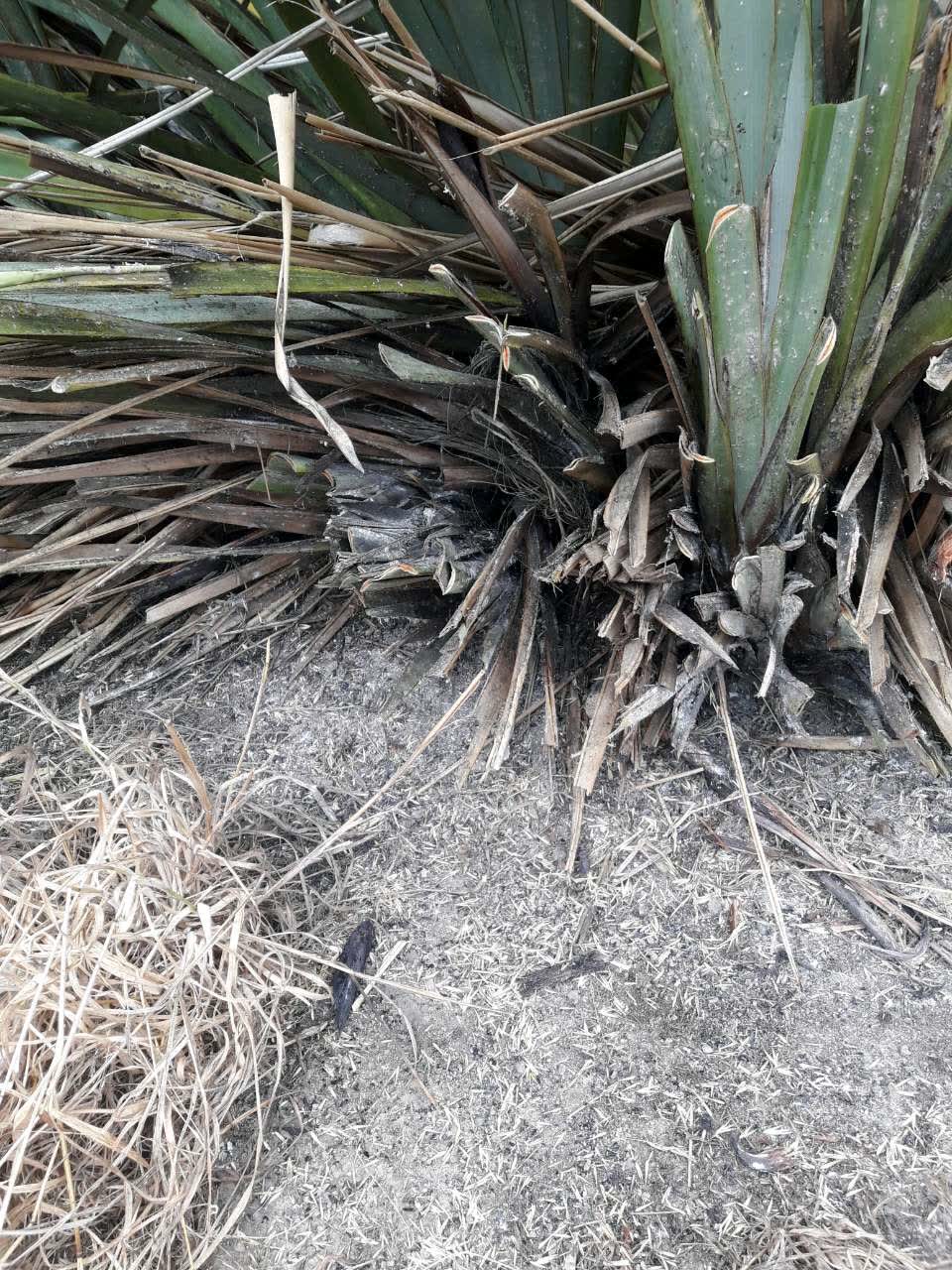 The photograph attached to this parks report