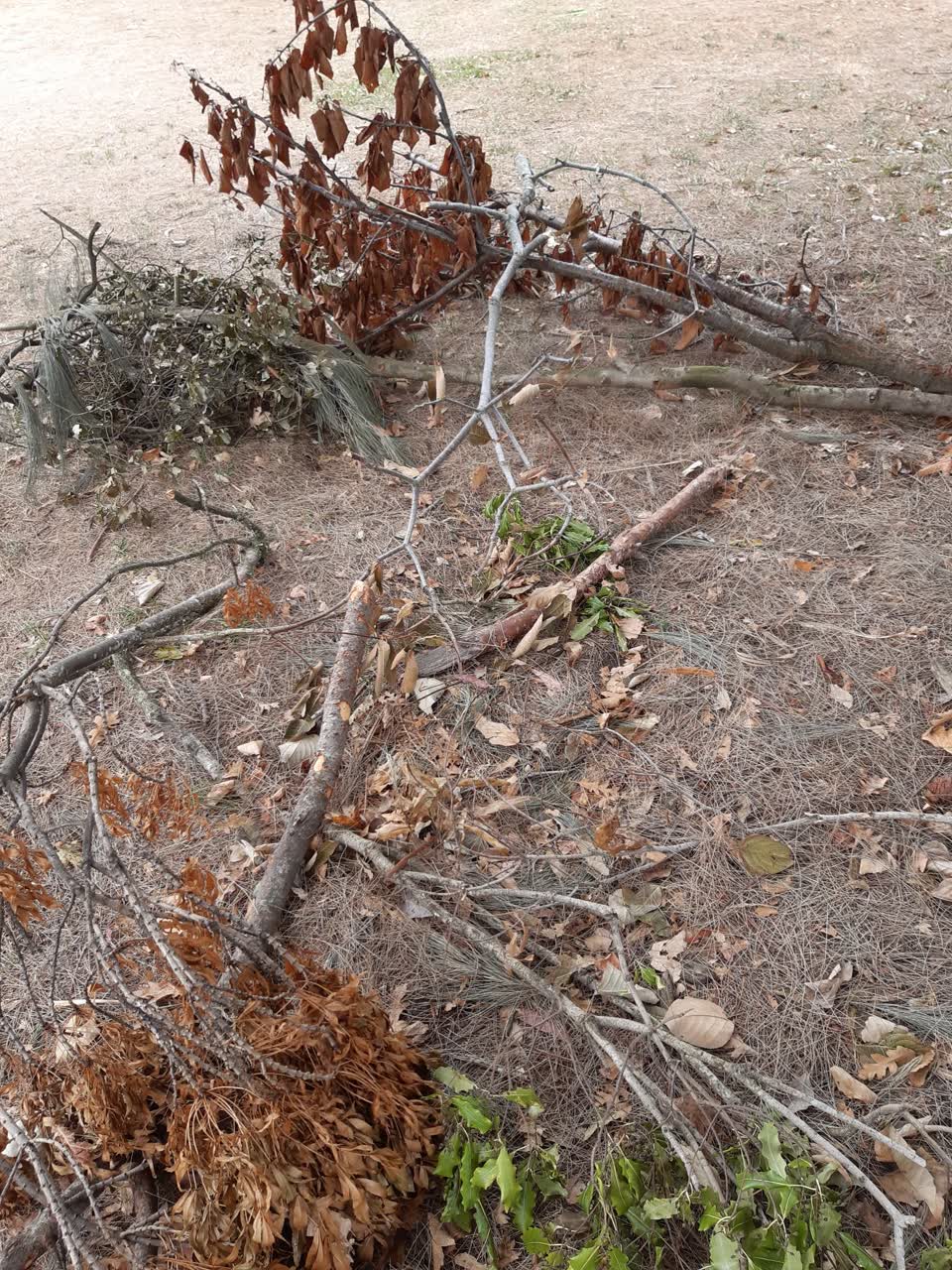 The photograph attached to this parks report