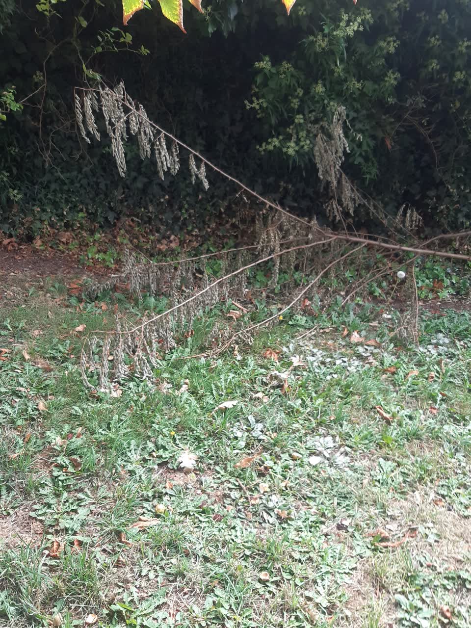 The photograph attached to this parks report