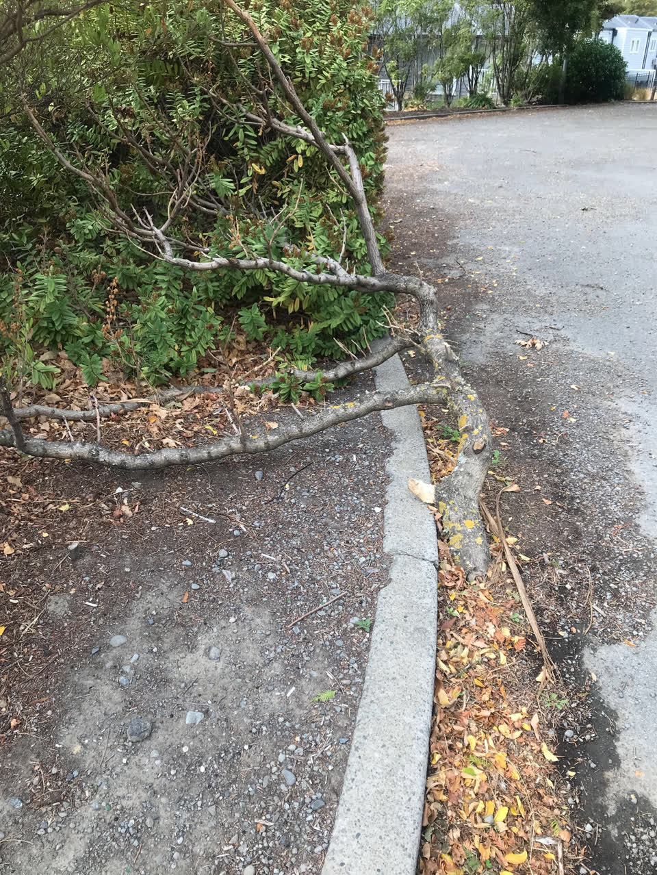 The photograph attached to this parks report