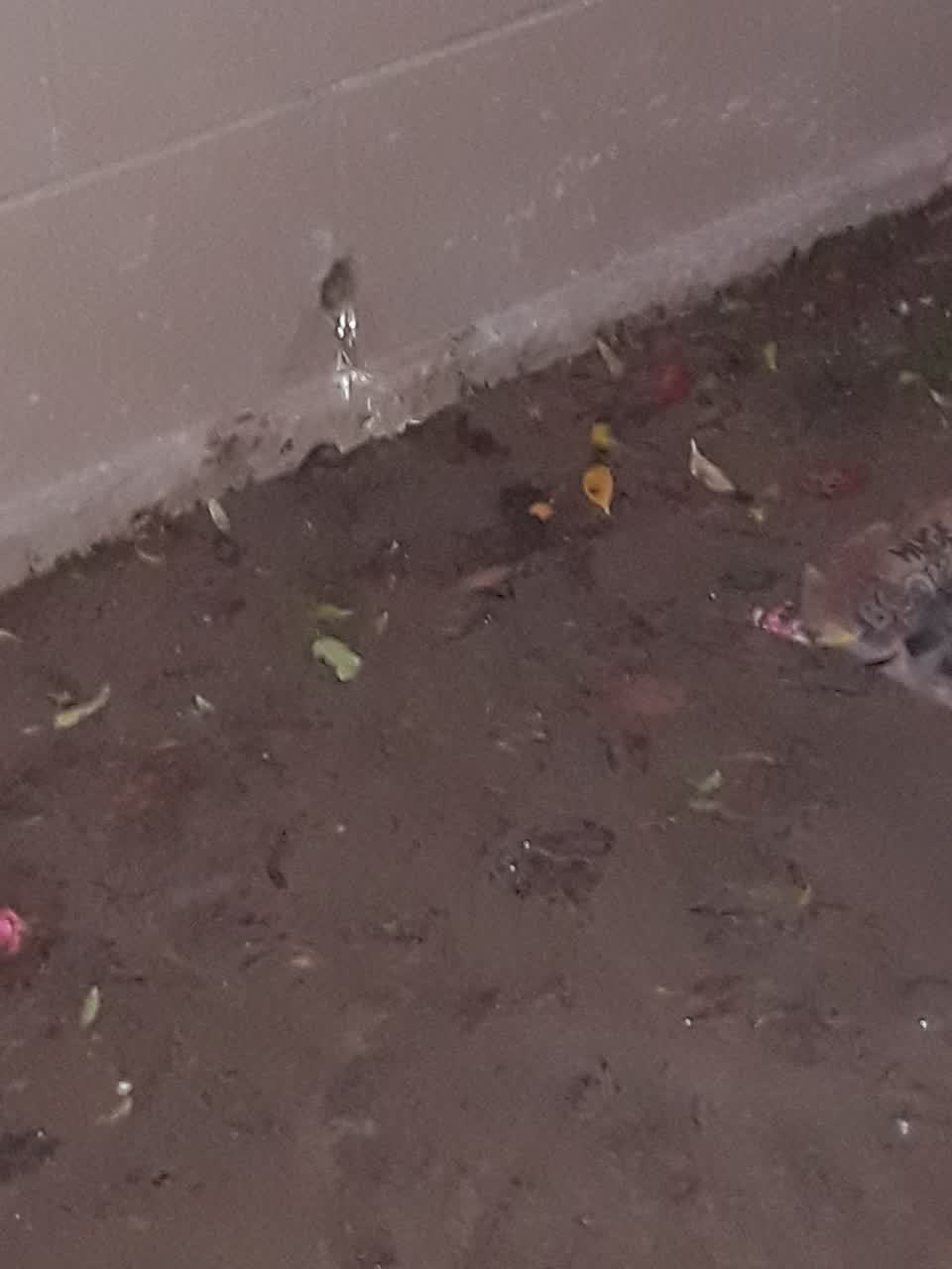 The photograph attached to this flooding report
