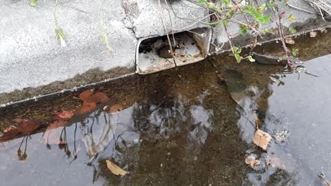 Water Supply, a report photo