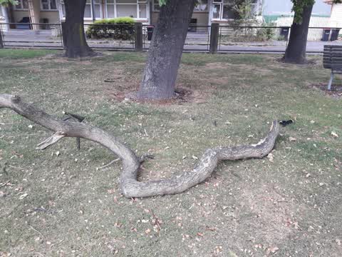Parks, a report photo