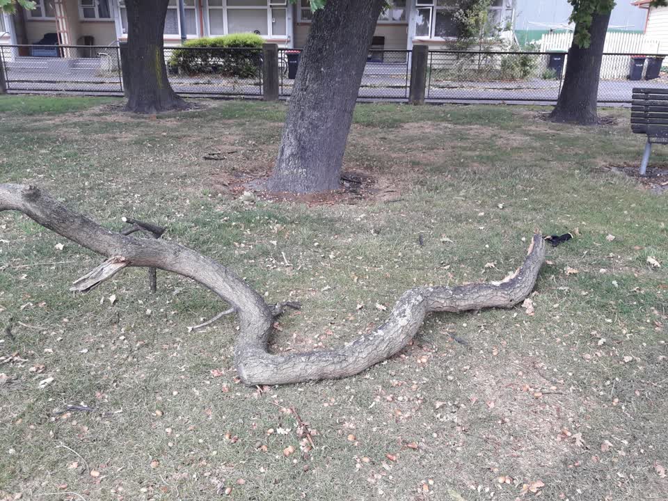 The photograph attached to this parks report