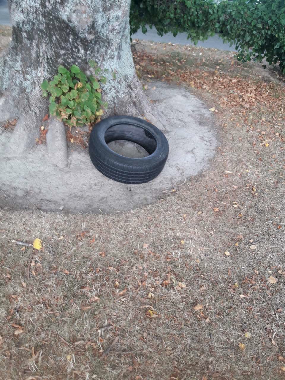 The photograph attached to this parks report