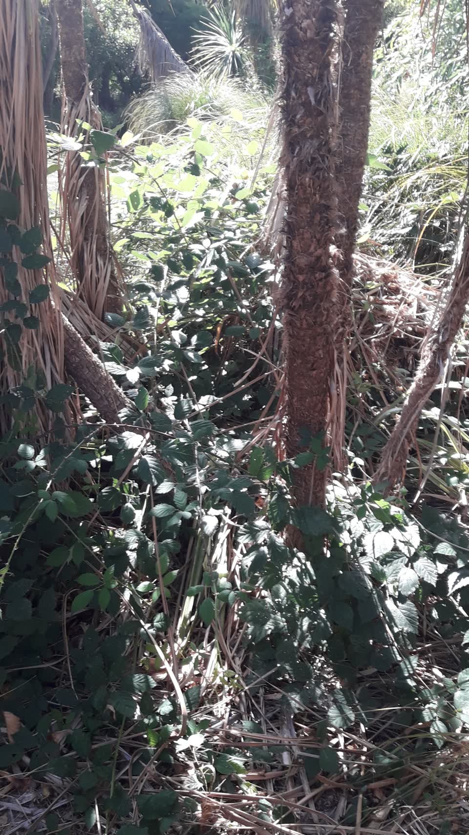 The photograph attached to this parks report