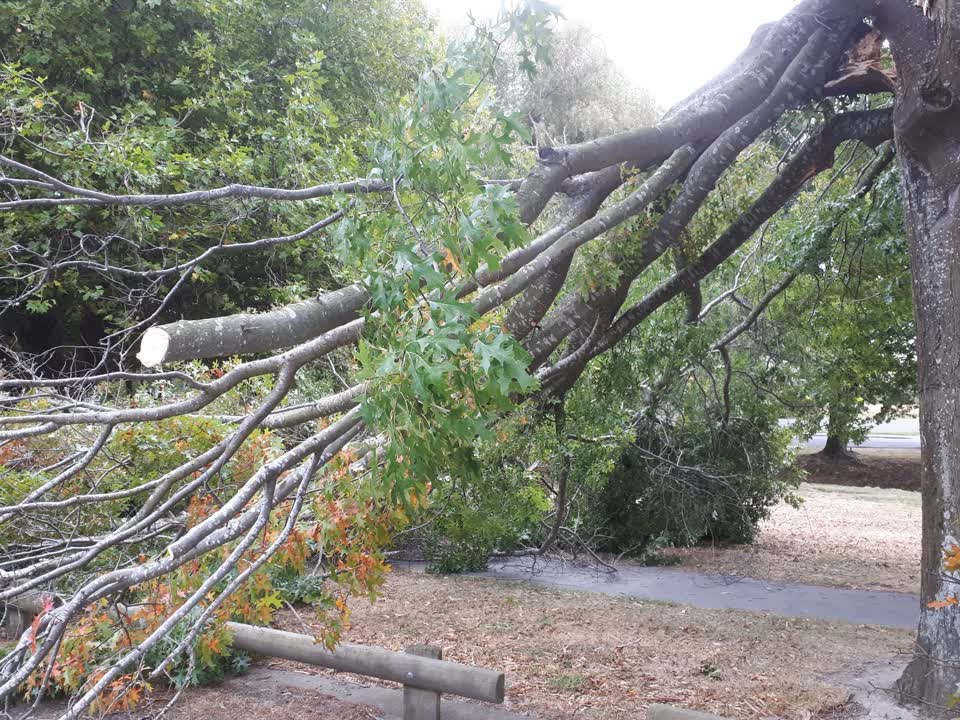 The photograph attached to this parks report