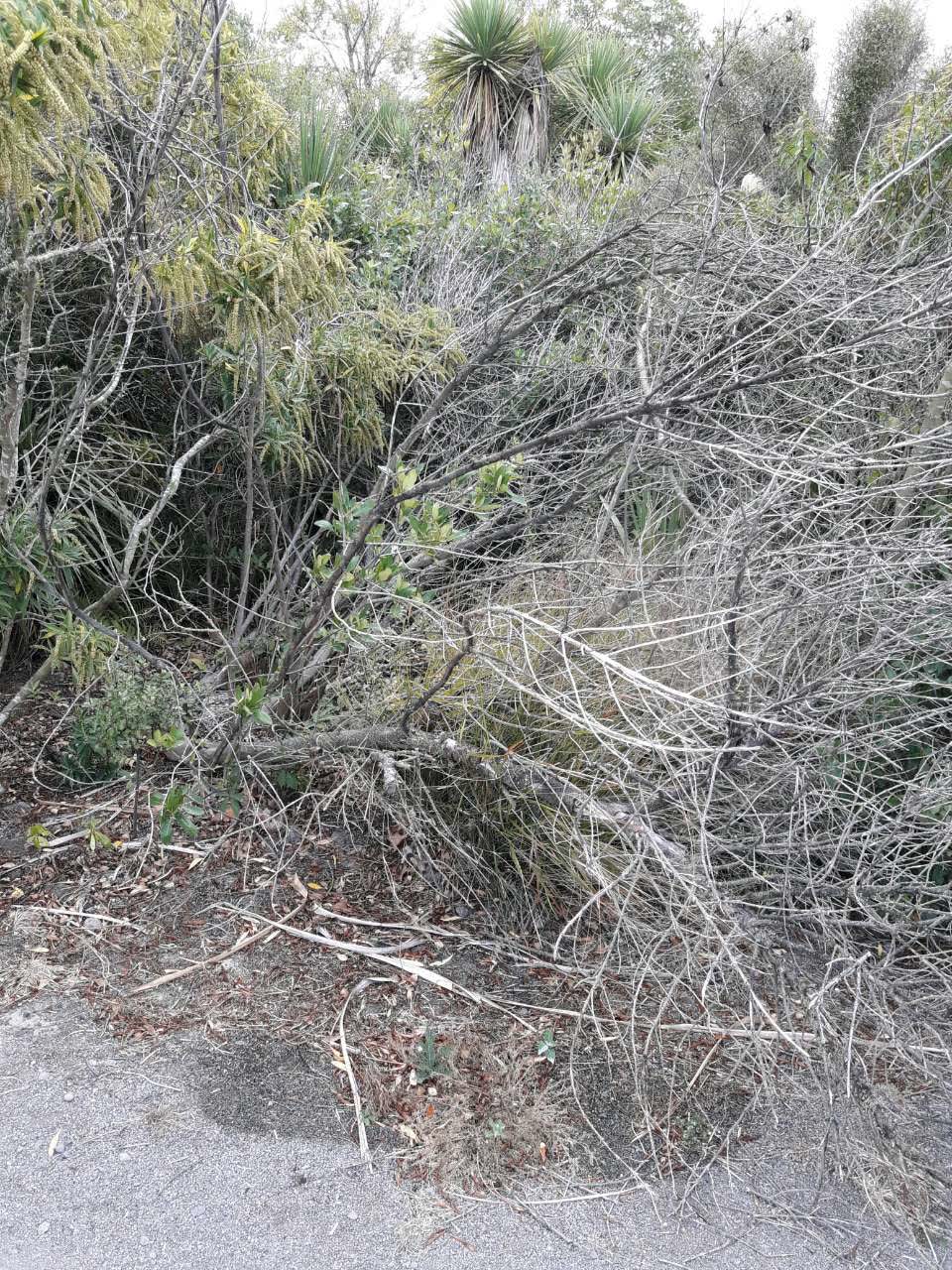 The photograph attached to this parks report