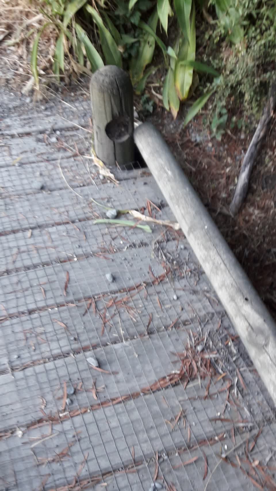 The photograph attached to this parks report