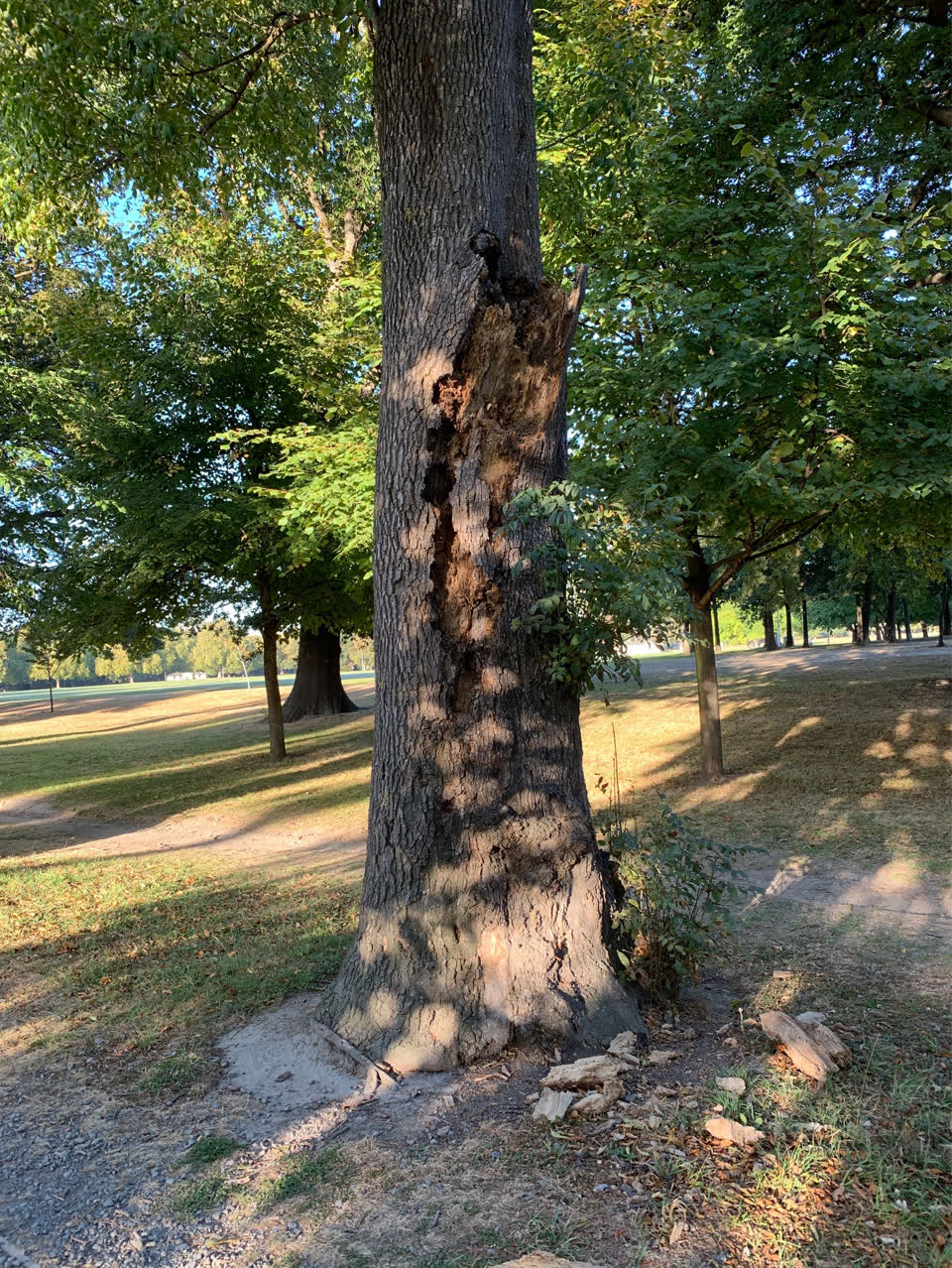 The photograph attached to this parks report