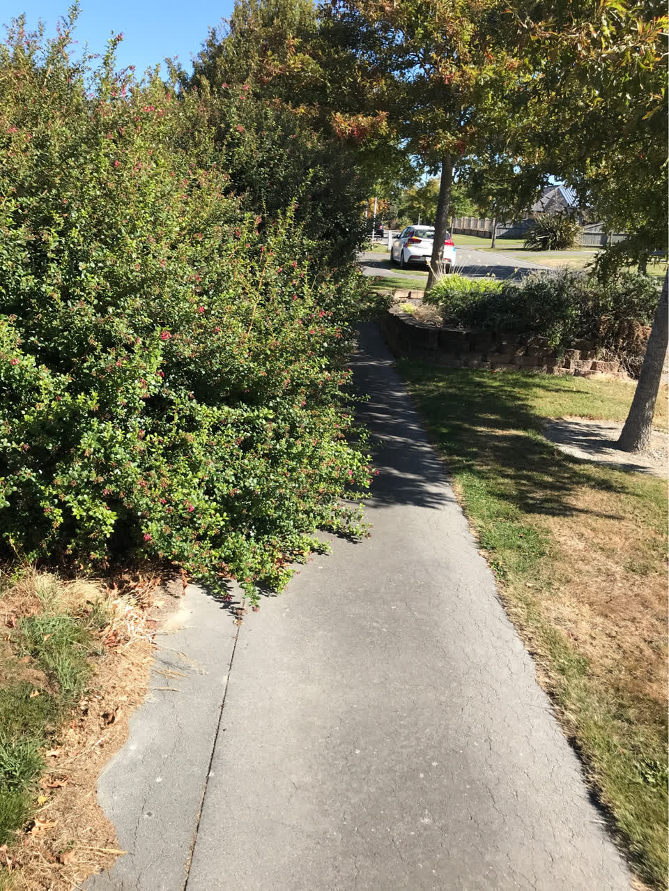 The photograph attached to this parks report