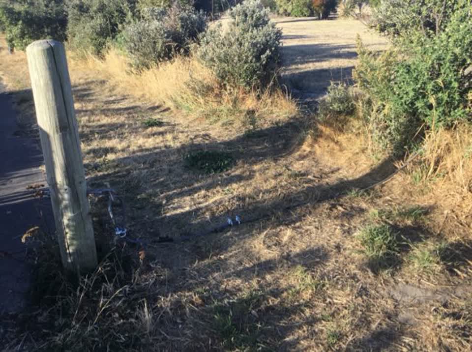 The photograph attached to this parks report
