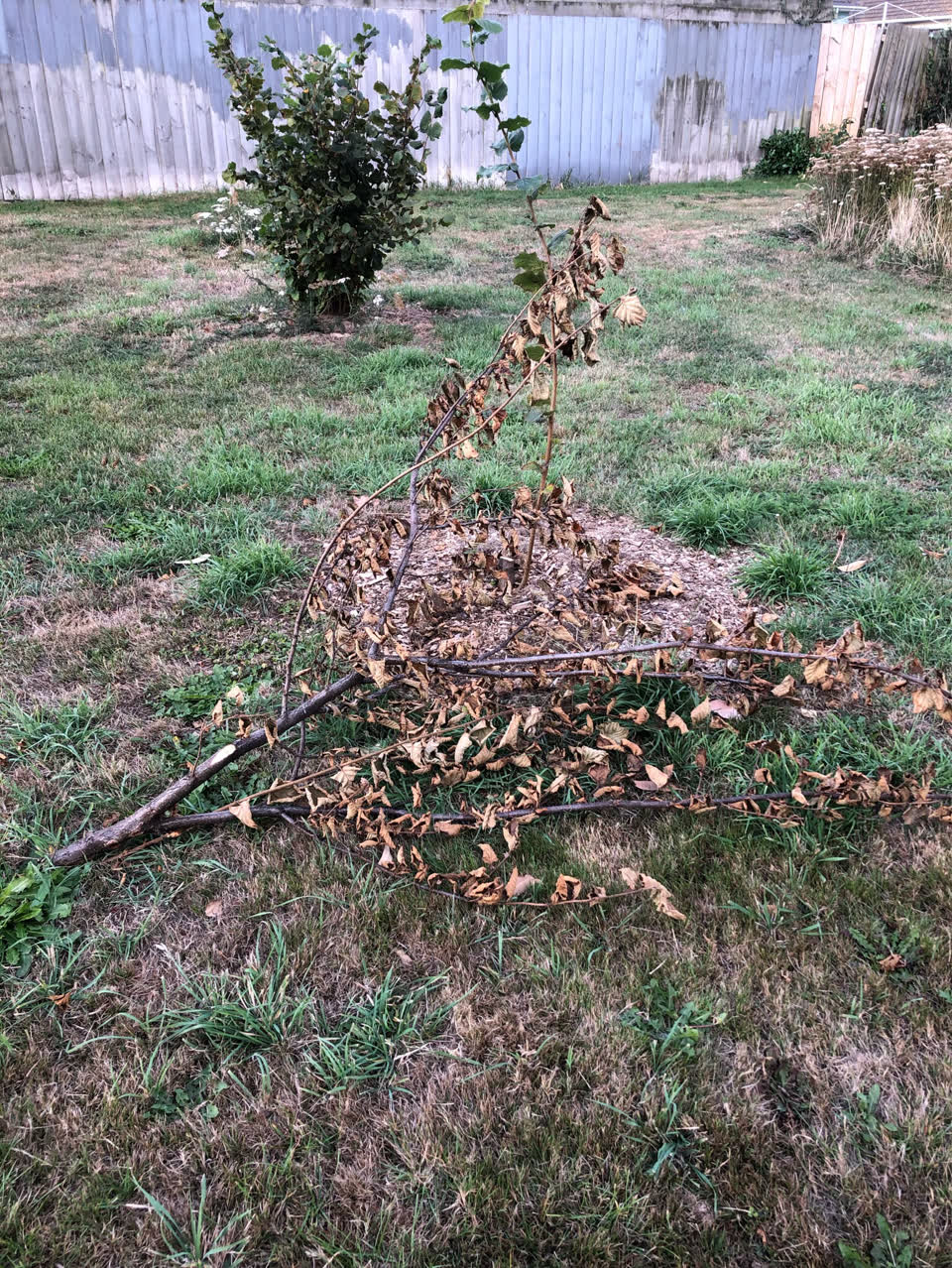 The photograph attached to this parks report