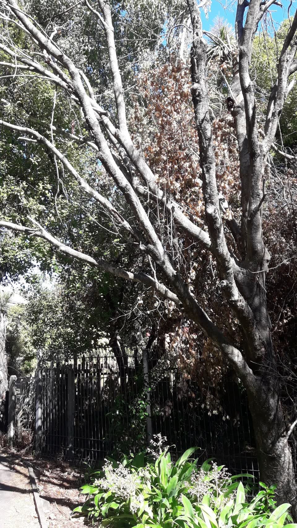The photograph attached to this parks report