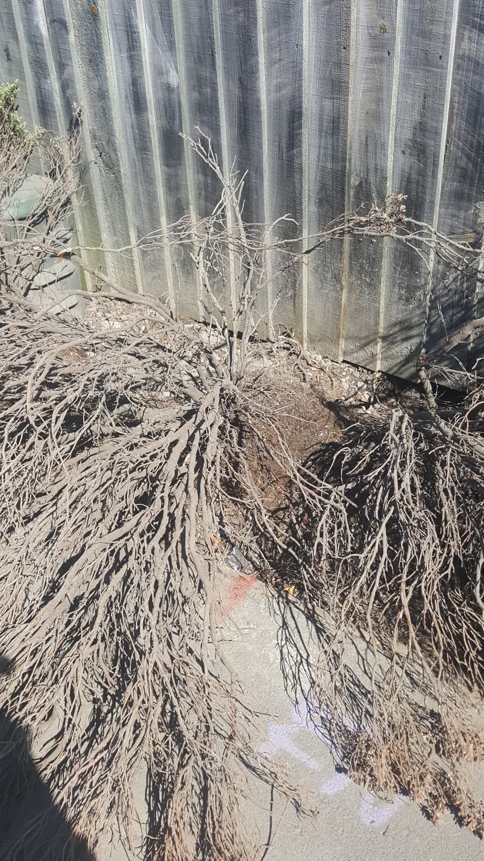 The photograph attached to this parks report