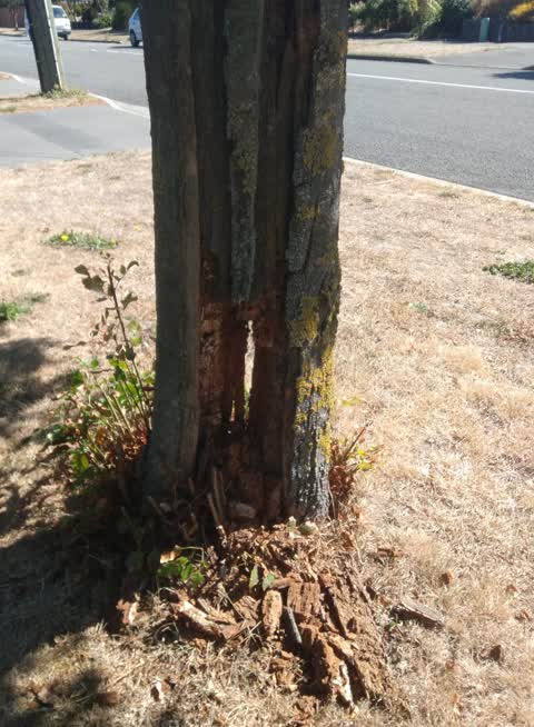 Roading/Streets, a report photo