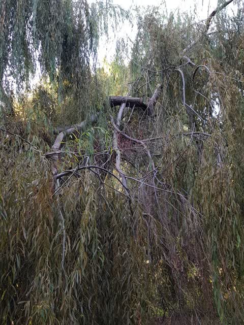 Parks, a report photo