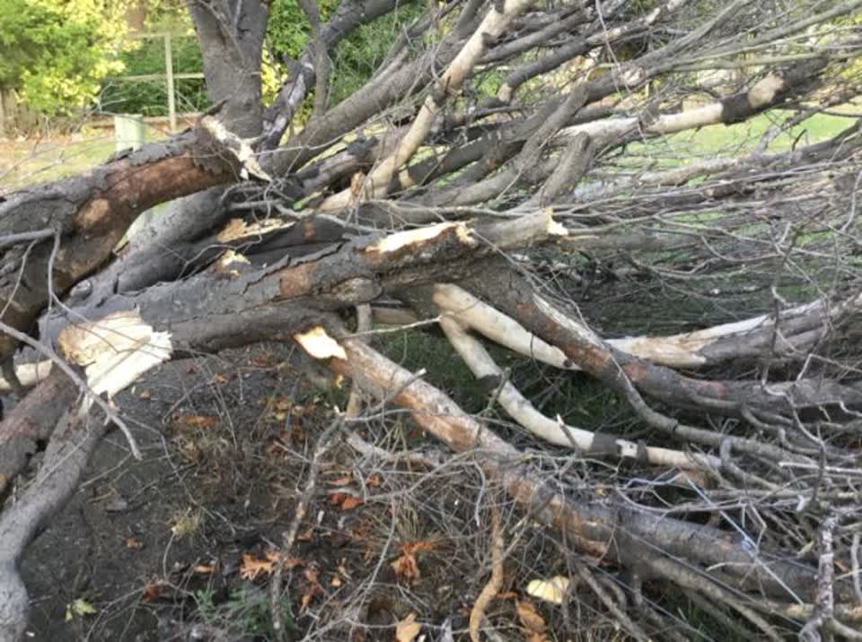 The photograph attached to this parks report