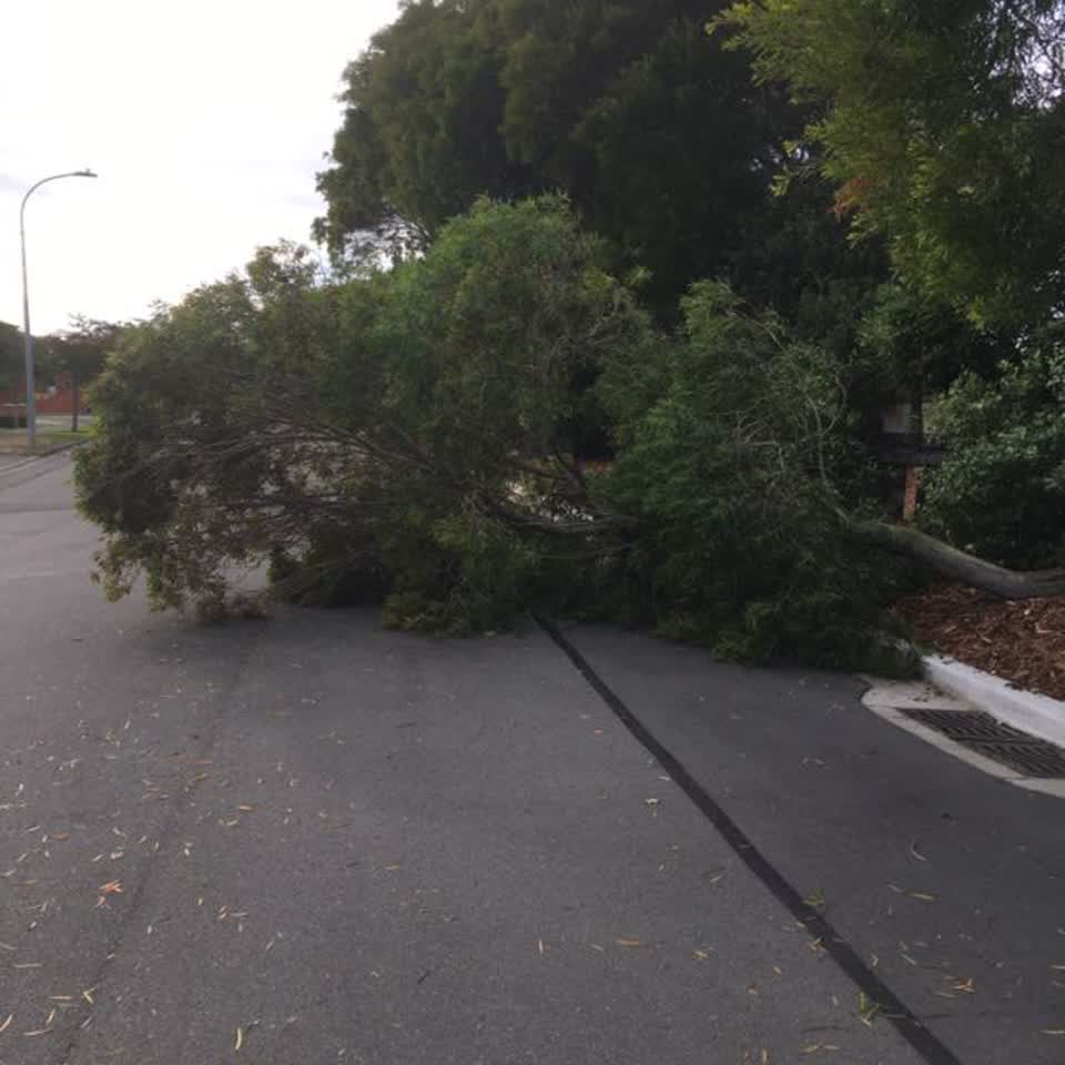 The photograph attached to this parks report