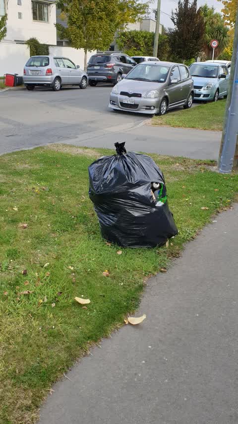 Rubbish/Recycling, a report photo