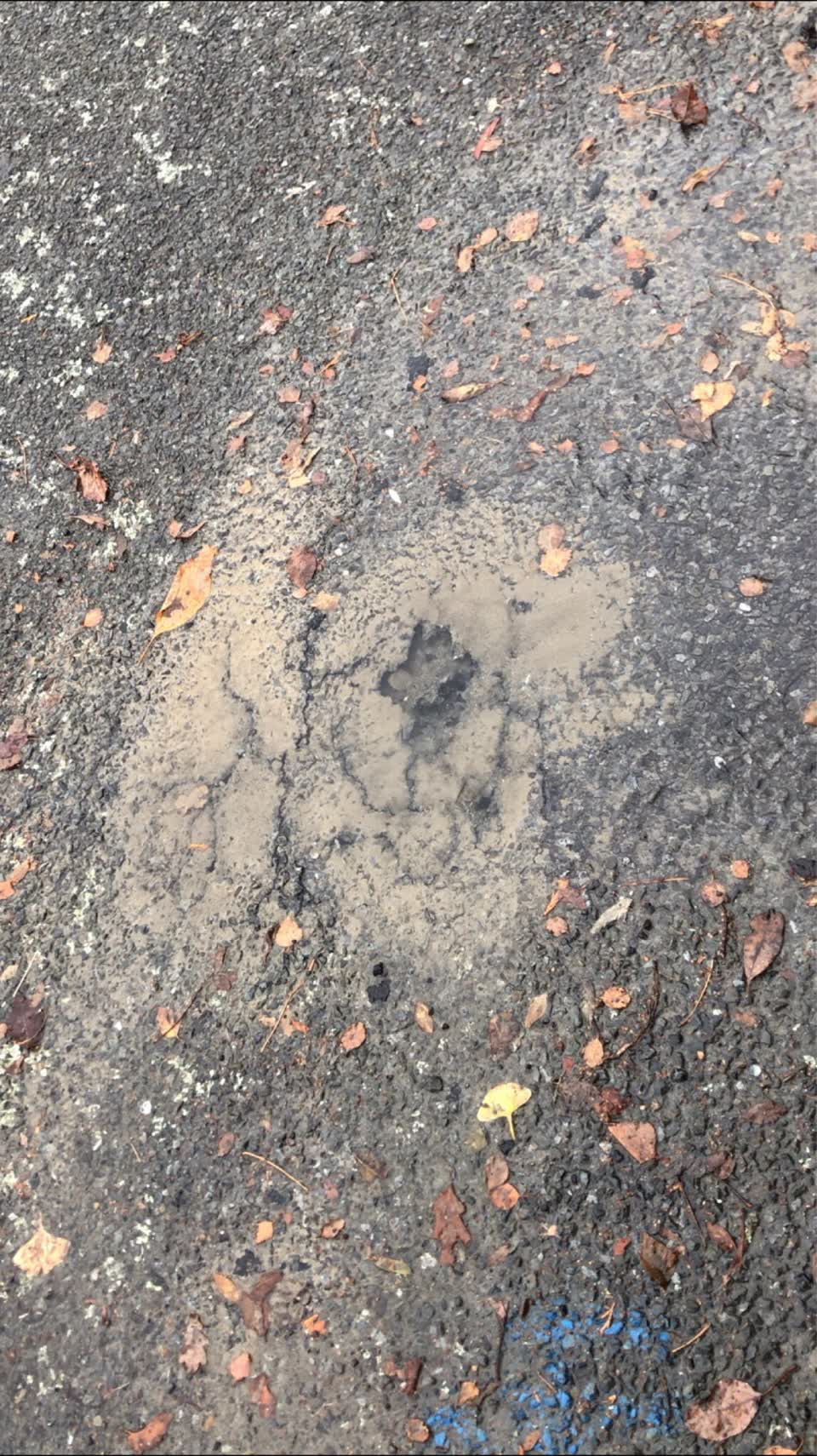 The photograph attached to this water supply report