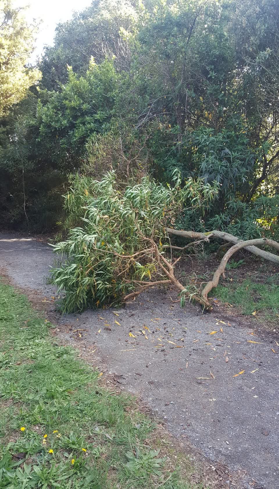 The photograph attached to this parks report