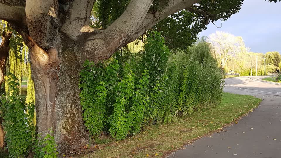 The photograph attached to this parks report