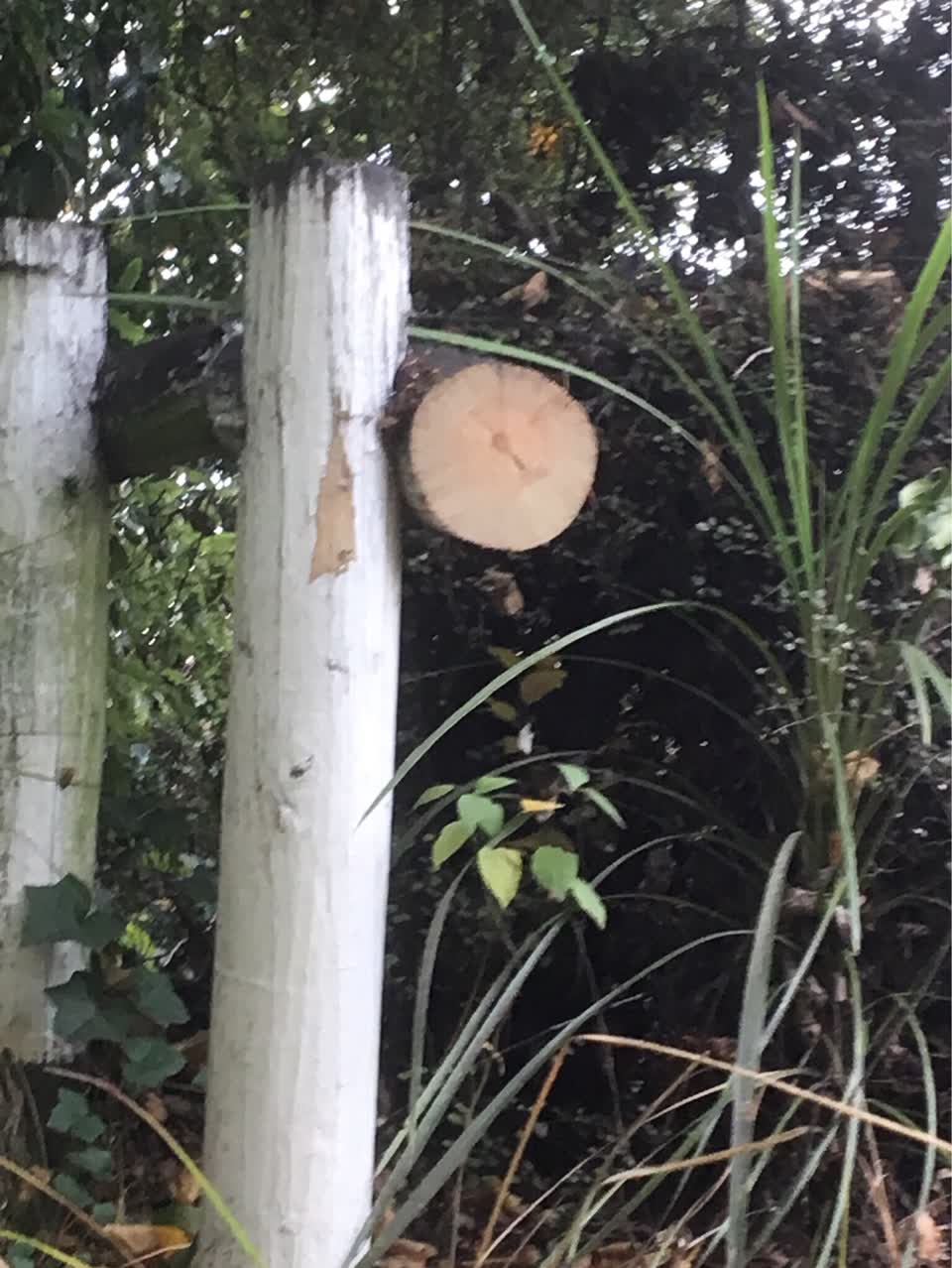 The photograph attached to this parks report