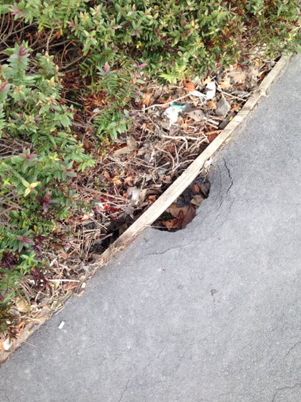 The photograph attached to this parks report