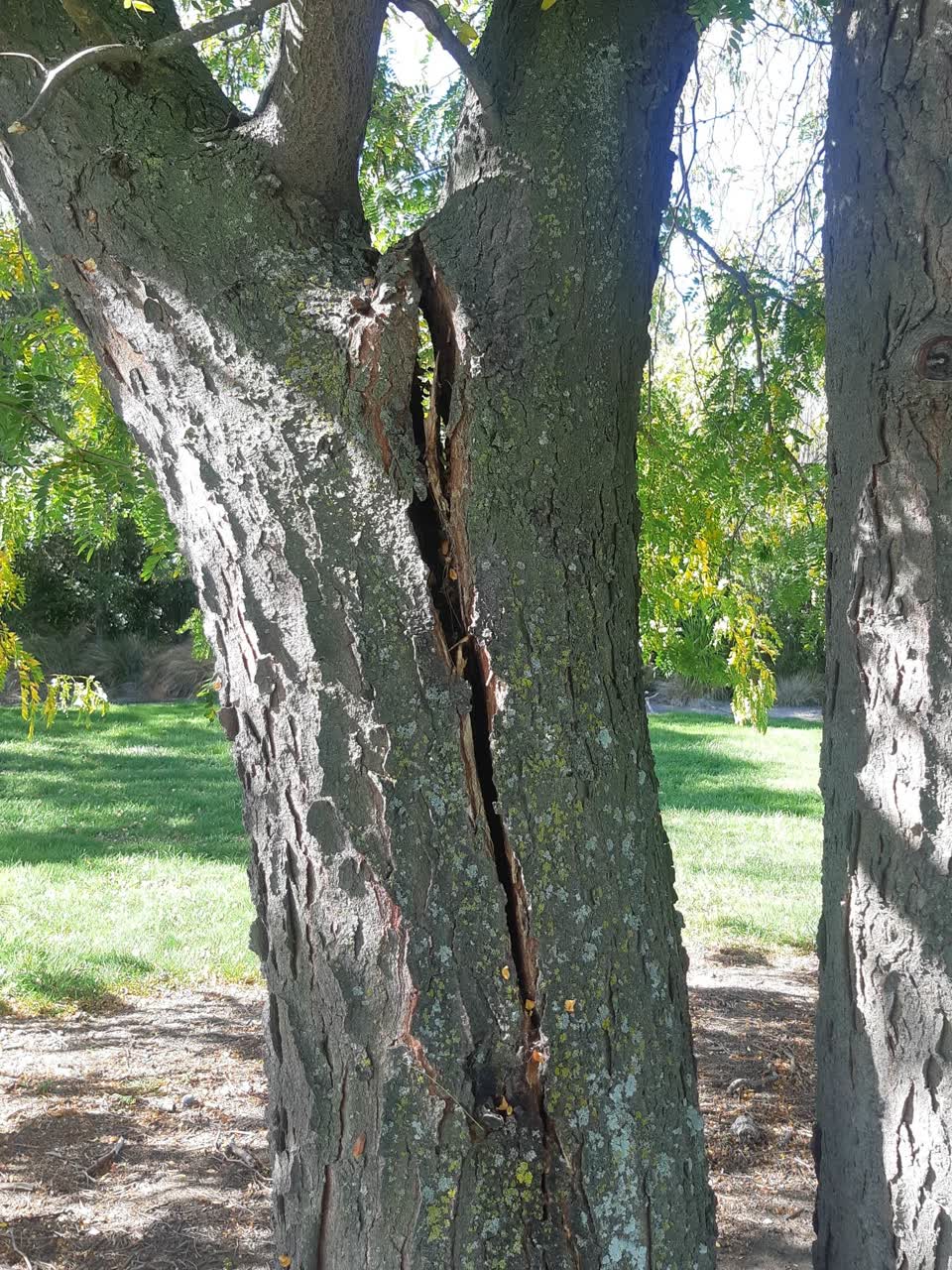 The photograph attached to this parks report