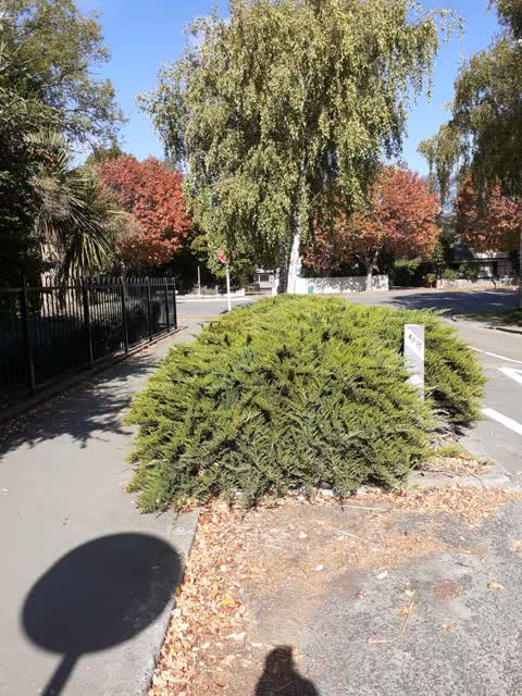 Roading/Streets, a report photo